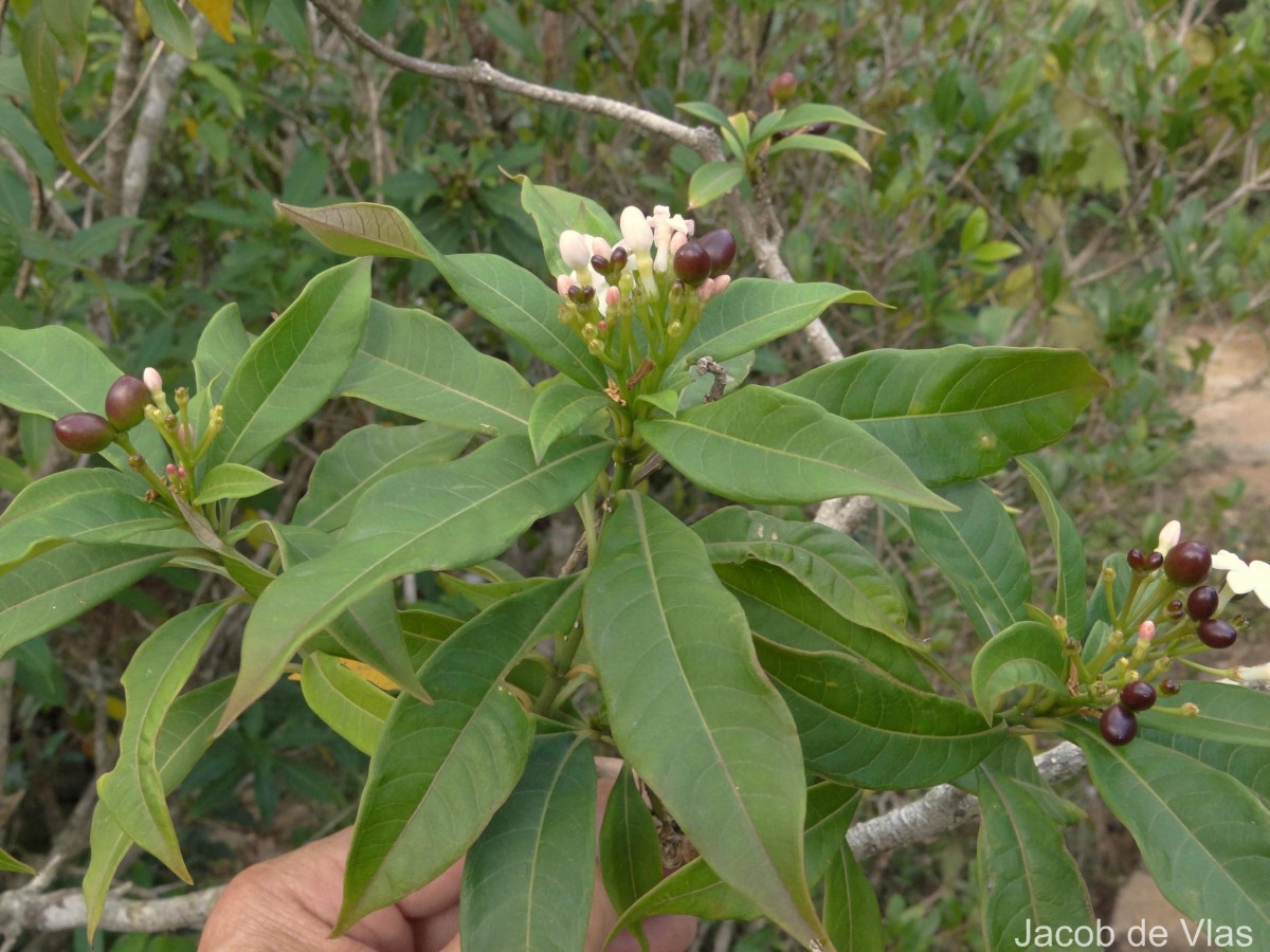 Rauvolfia verticillata (Lour.) Baill.